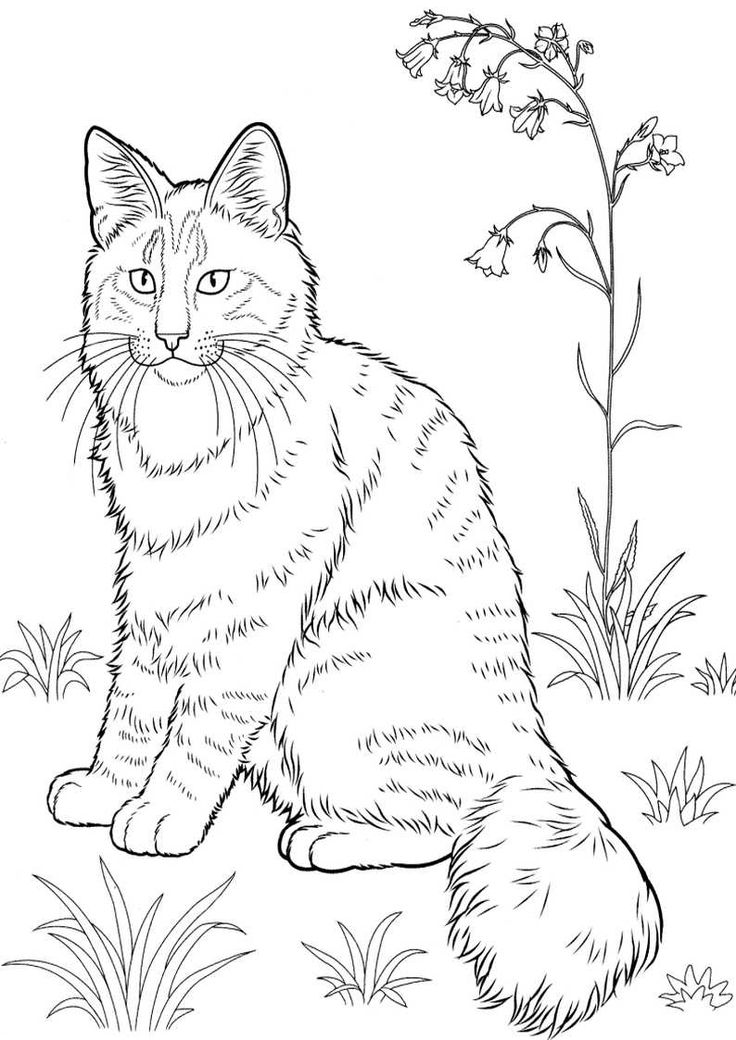 Get 85 Cat Pictures Coloring Pages Ideas 42