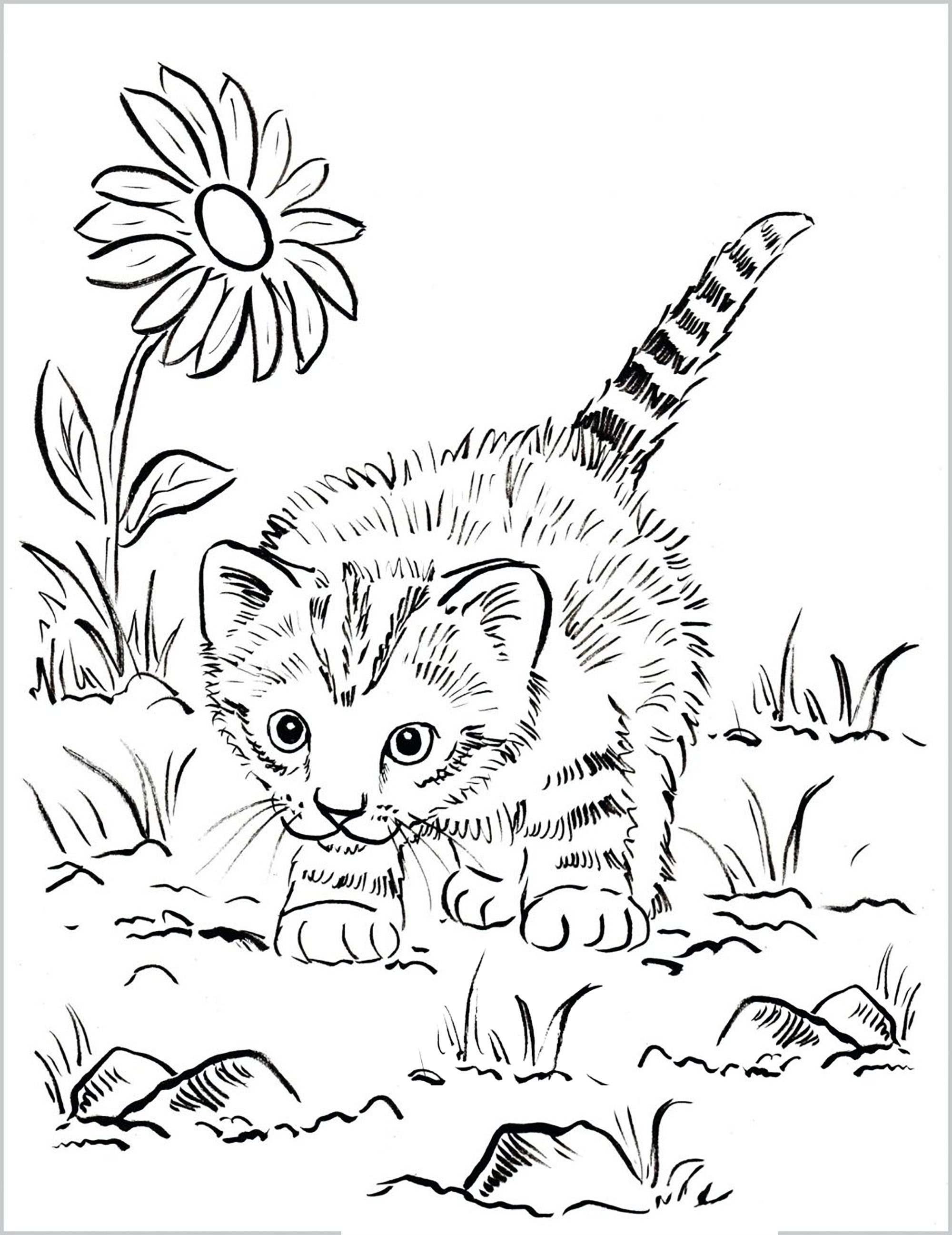 Get 85 Cat Pictures Coloring Pages Ideas 51