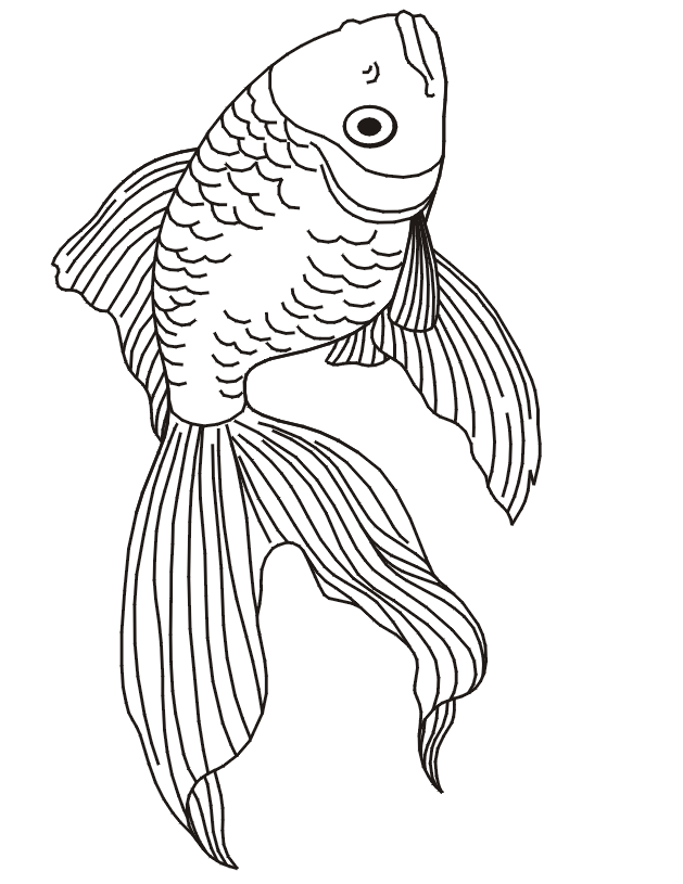 Get 85 Koi Fish Coloring Pages Ideas 19