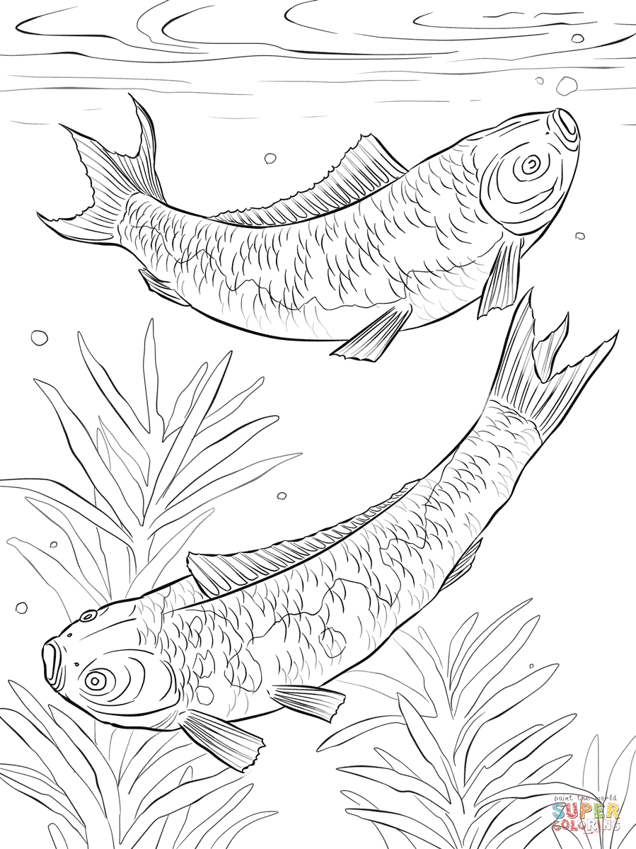 Get 85 Koi Fish Coloring Pages Ideas 62