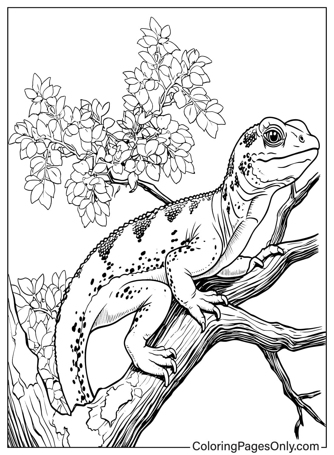 Get 85 Lizard Printable Coloring Pages Ideas 20