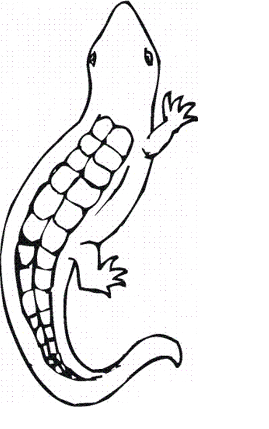 Get 85 Lizard Printable Coloring Pages Ideas 26