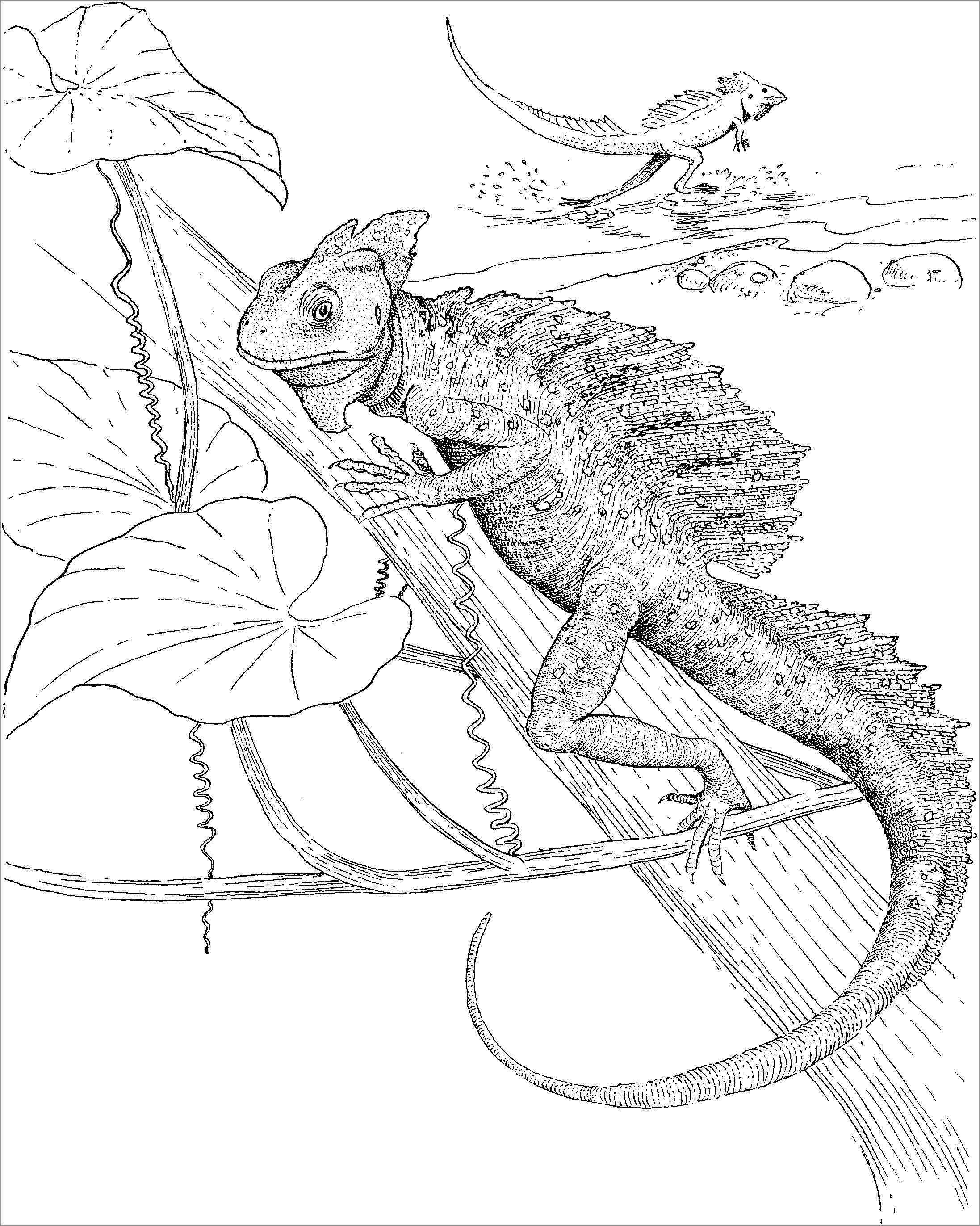 Get 85 Lizard Printable Coloring Pages Ideas 28