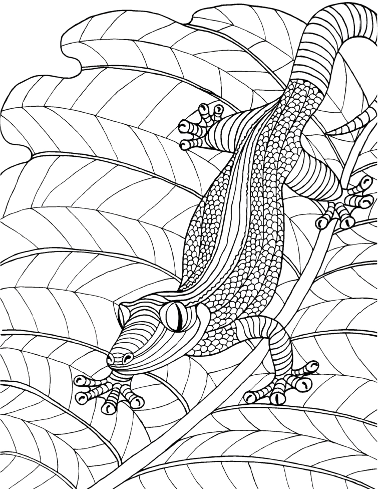 Get 85 Lizard Printable Coloring Pages Ideas 36