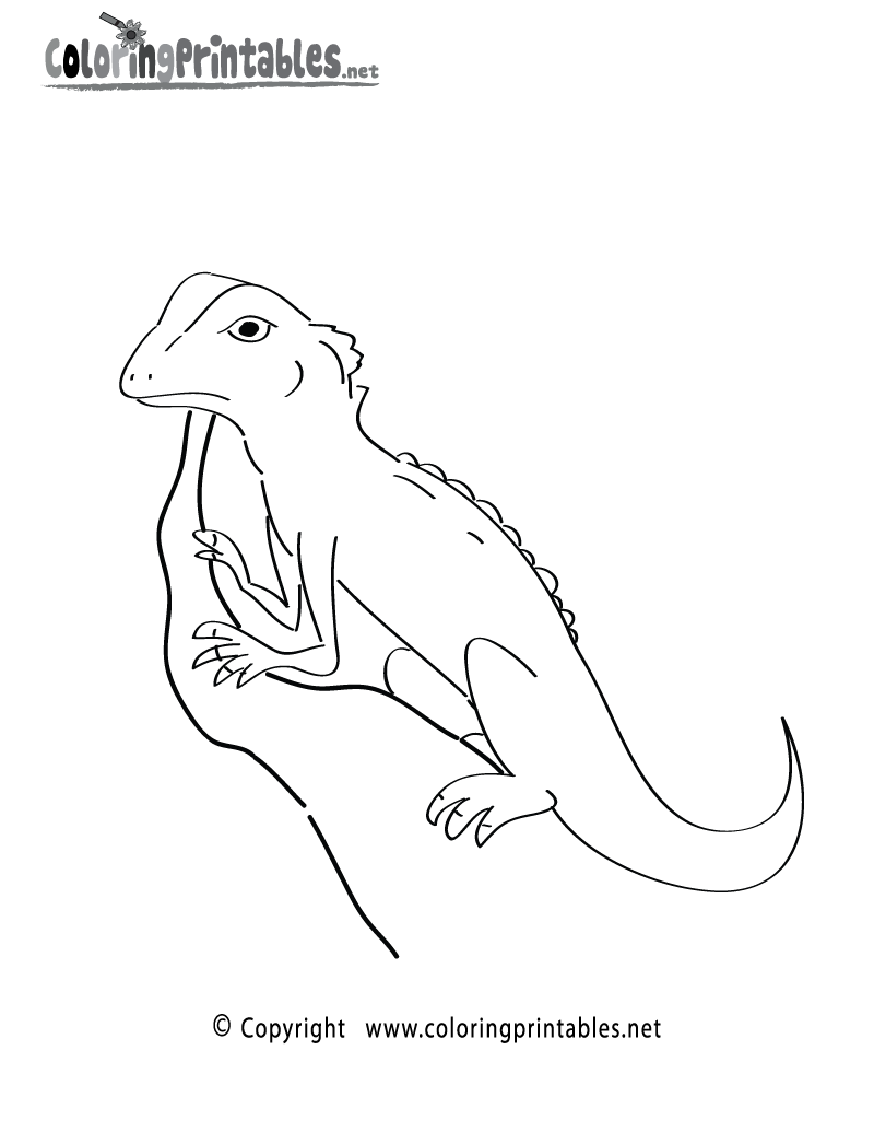 Get 85 Lizard Printable Coloring Pages Ideas 38