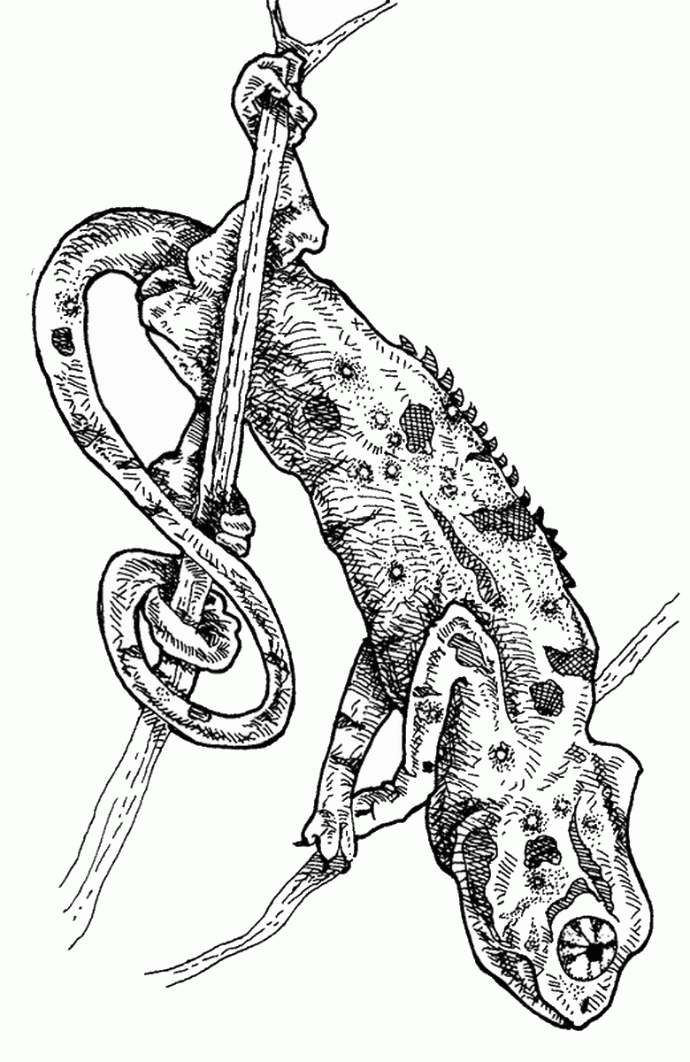 Get 85 Lizard Printable Coloring Pages Ideas 54