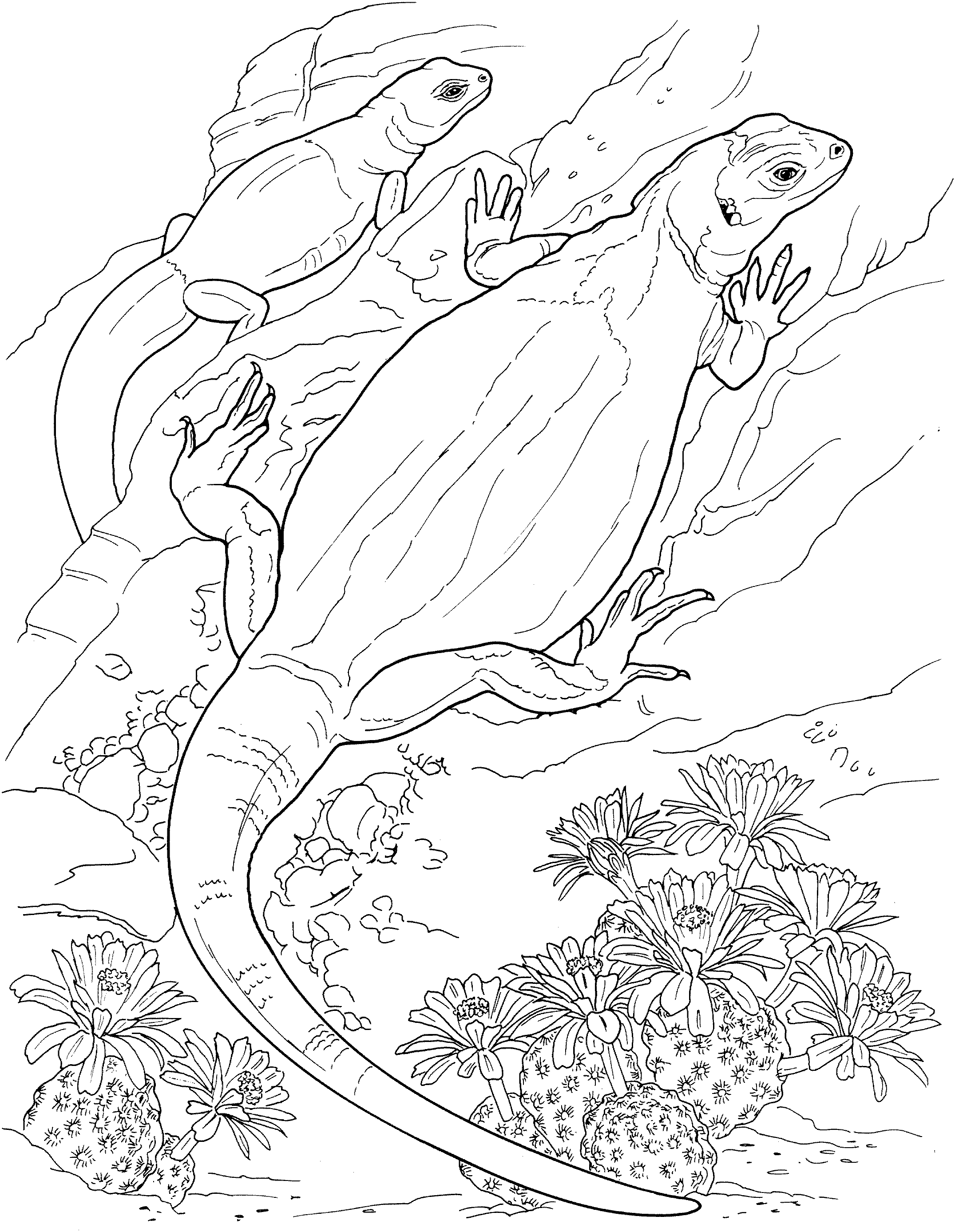 Get 85 Lizard Printable Coloring Pages Ideas 55