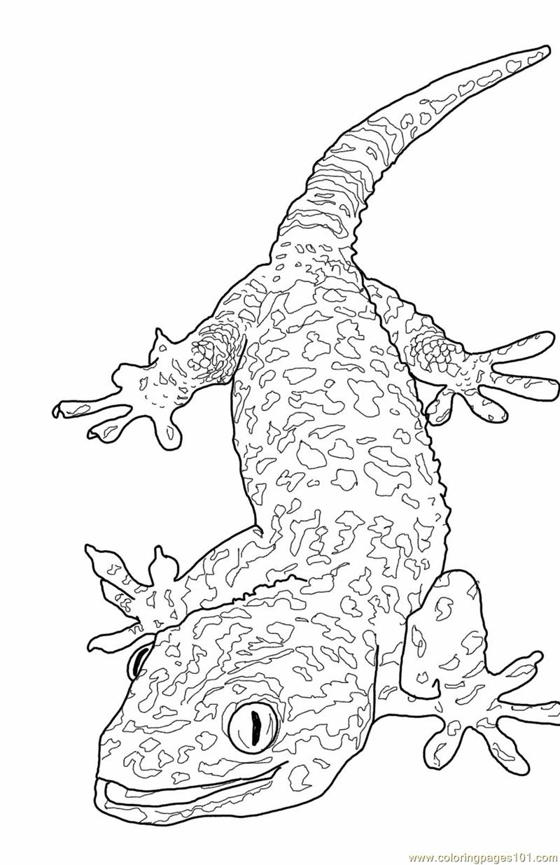 Get 85 Lizard Printable Coloring Pages Ideas 7